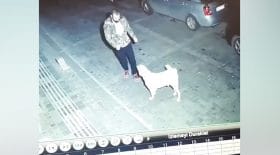 chien nuit parking