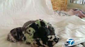 chien vert