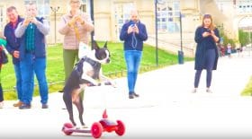 Chien Montpellier