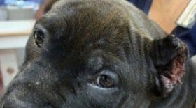 Il découpe les oreilles de 7 chiots avec des ciseaux !