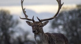 un-chasseur-se-fait-tuer-par-un-cerf-quil-croyait-avoir-abattu