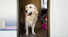 Elle euthanasie elle-même ses chiens