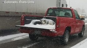 en-pleine-tempete-neige-decouvre-scene-dhorreur-larriere-pick-up