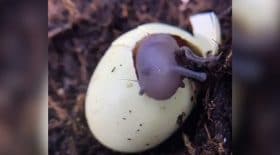 escargot