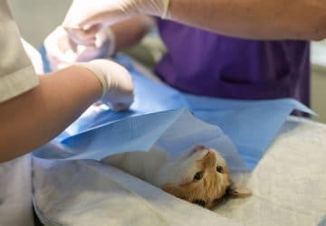 euthanasie-le-cri-dalarme-de-ce-veterinaire-pour-reclamer-la-presence-des-maitres-dans-les-derniers-instants