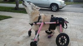 floride-un-chien-handicape-et-vole-avec-la-voiture-est-retrouve-mort