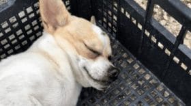lors-dune-dispute-jette-le-chien-de-sa-copine-du-troisieme-etage