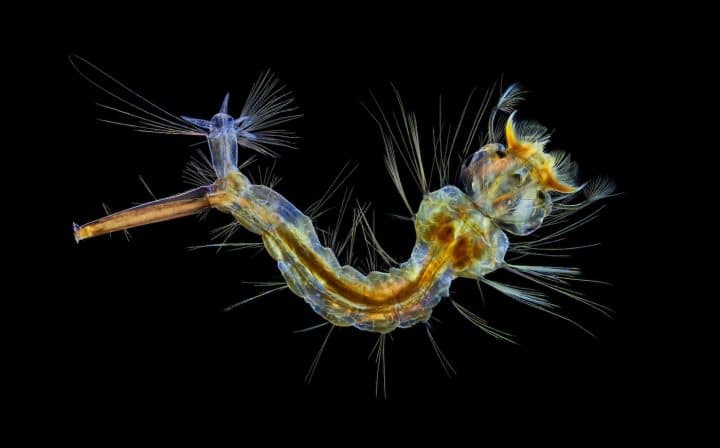 Photo monde microscopique 12