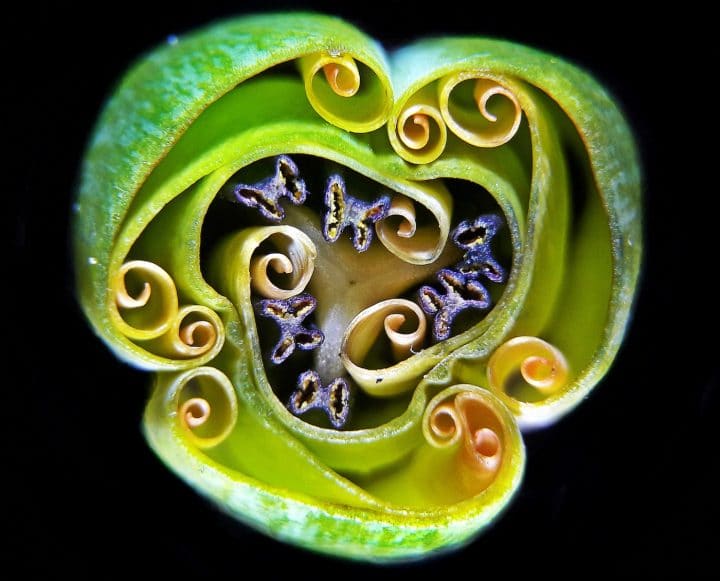 Photo monde microscopique 9