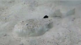 poisson camouflage