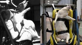 porcs utilisés comme mannequins de crash test
