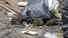 rats paris