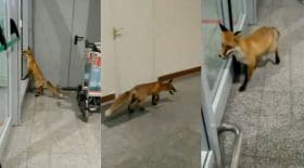 renard dans un aéroport