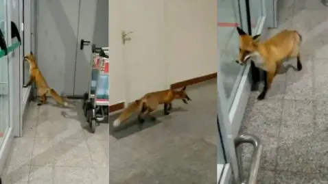 renard dans un aéroport