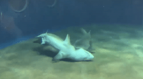 Requin sauve son ami requin