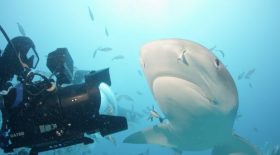 Rob Stewart Sharkwater Extinction