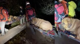 Sauvetage chien montagne