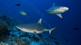 Le sauvetage d'un chiot par son maître entouré de requins dans les fonds marins
