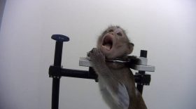 singes maltraités