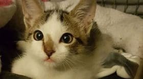 sur-paris-elle-decouvre-un-chaton-lachement-abandonne-dans-un-sac-de-transport
