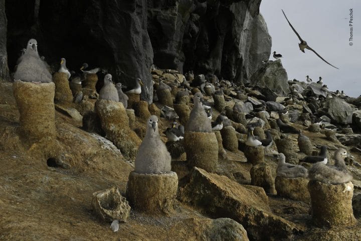 The Albatross Cave