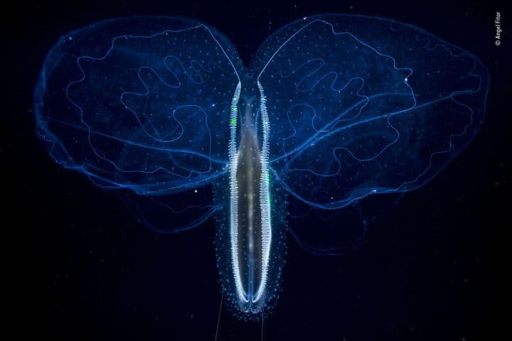 The Ethereal Drifter