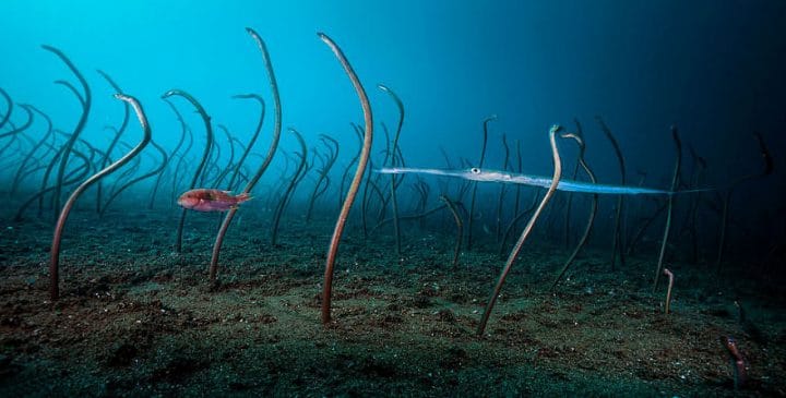 The Garden of Eels