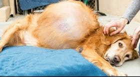 Un chien abandonné à cause d'une énorme tumeur