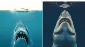un-artiste-recree-laffiche-du-film-les-dents-de-la-mer-avec-une-vraie-photo