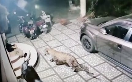 Un chien échappe à une attaque de léopard