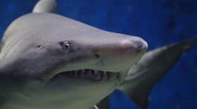 un-enfant-de-huit-ans-peche-un-requin-tigre-de-300-kg