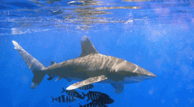 requin : sa dent flotte dans l'air