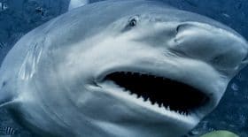 Il nous invite à repenser notre approche avec les requins