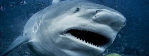 Il nous invite à repenser notre approche avec les requins