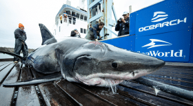 Vimy requin