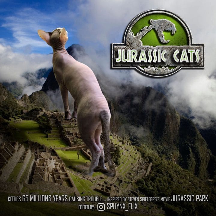 Affiche film chat 16