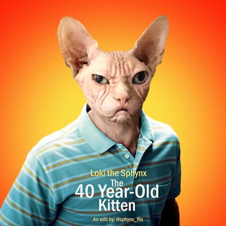 Affiche film chat 18