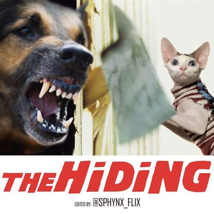 Affiche film chat 19