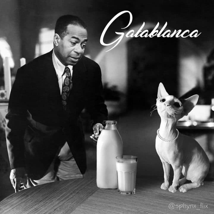 Affiche film chat 20