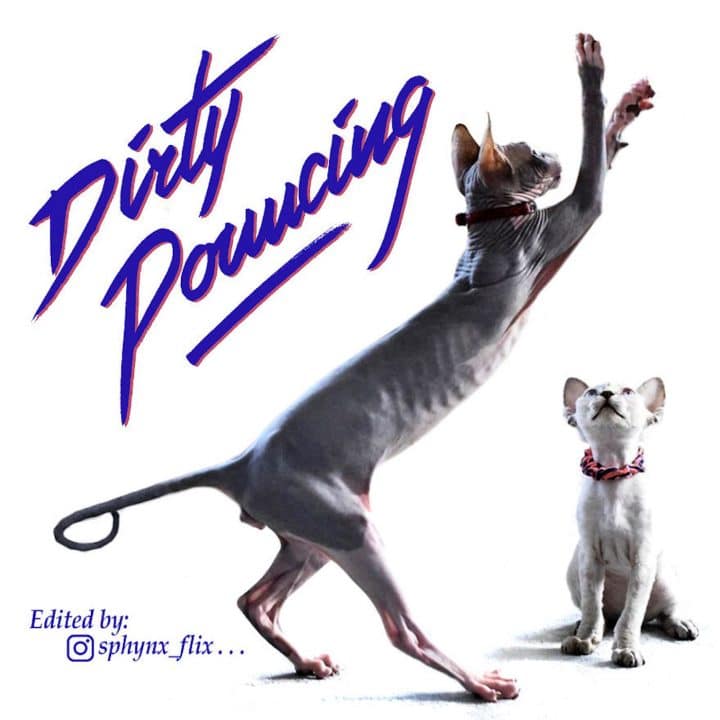 Affiche film chat 21