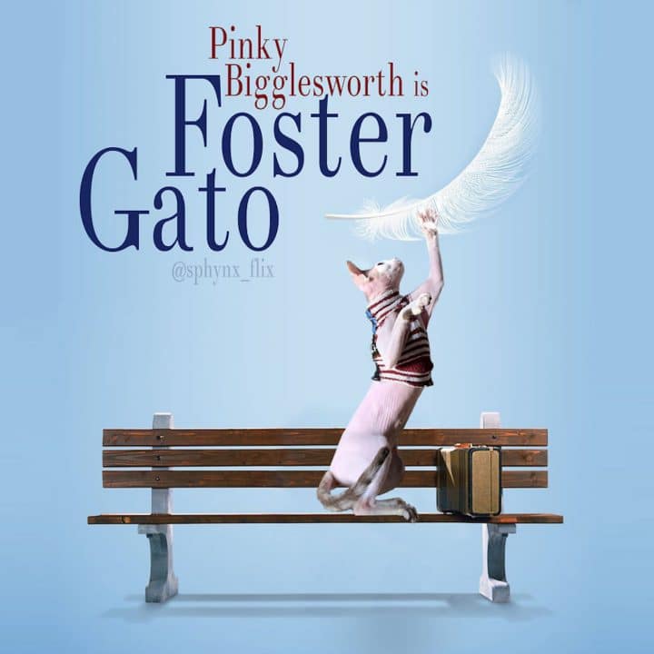 Affiche film chat 23