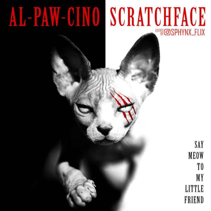 Affiche film chat 24