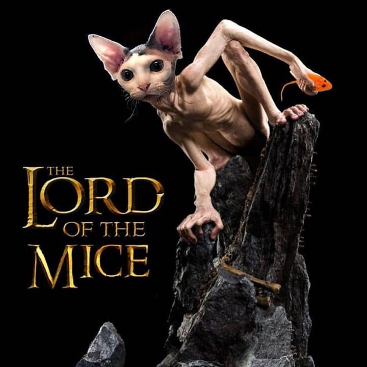 Affiche film chat 26