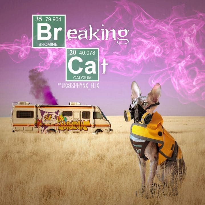 Affiche film chat 27