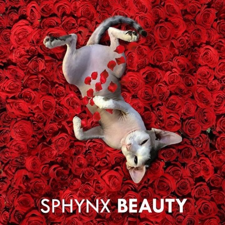 Affiche film chat 29