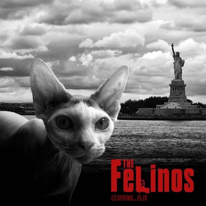 Affiche film chat 30