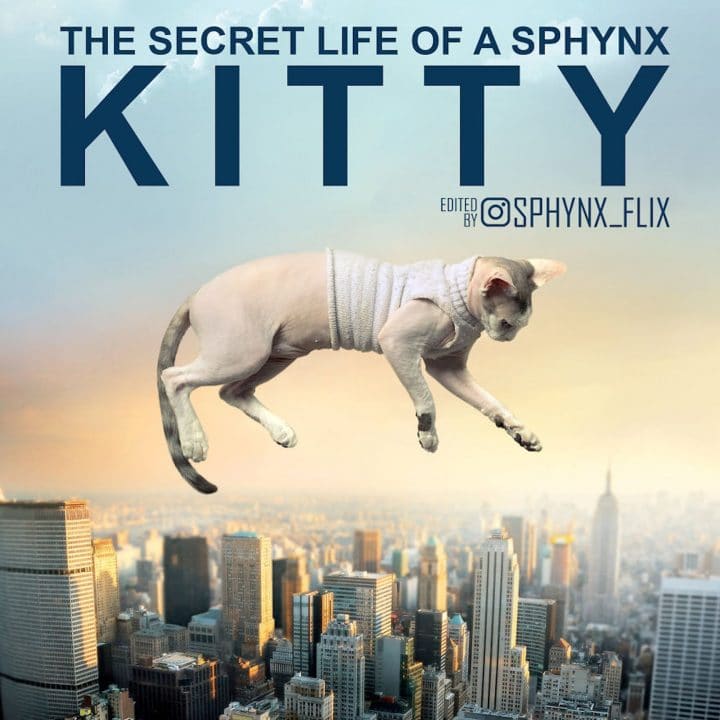 Affiche film chat 31