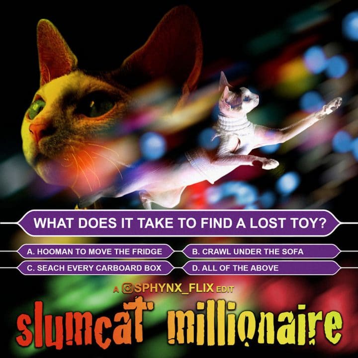 Affiche film chat 32