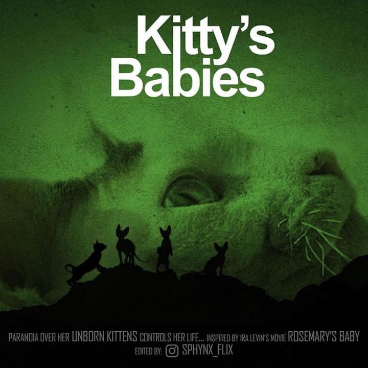 Affiche film chat 35