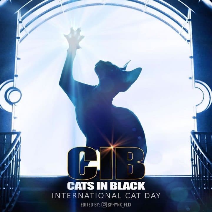 Affiche film chat 36